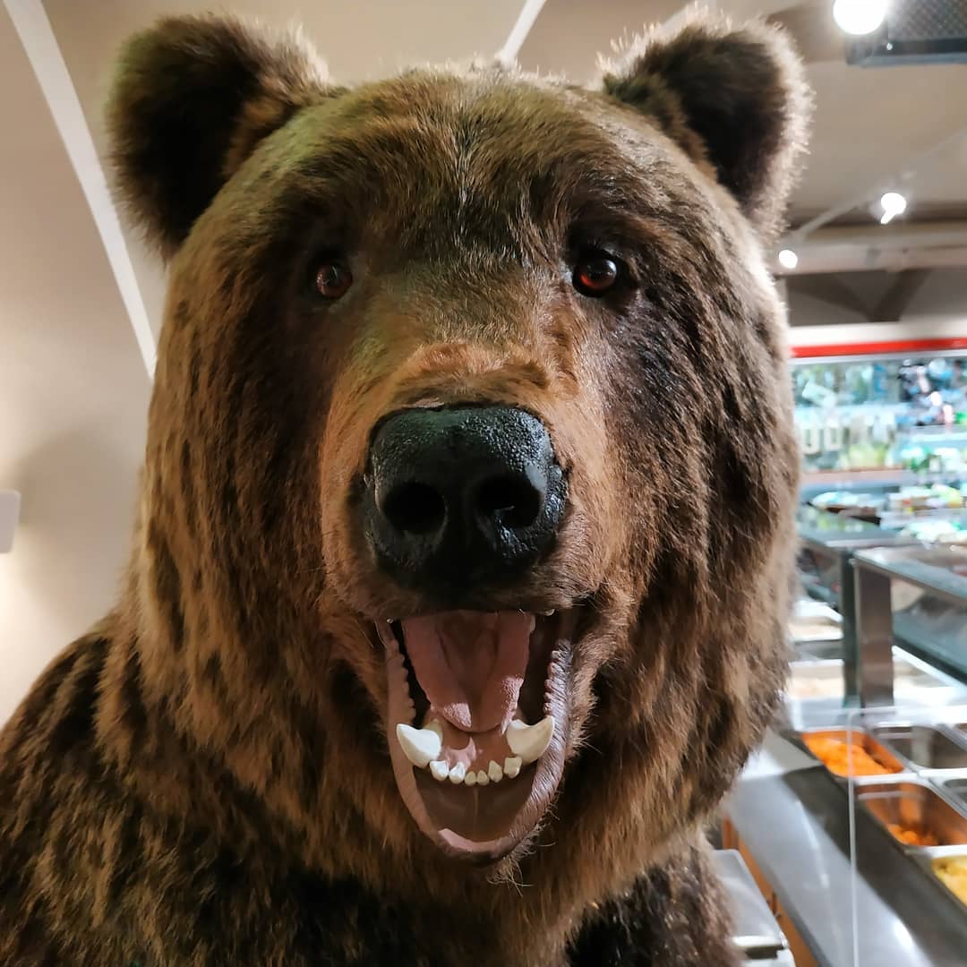 Bear